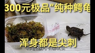 300元极品“纯种鳄龟”，乌龟中最凶猛的品种，浑身长满了尖刺！