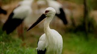 ニホンコウノトリ（Oriental stork）September 21, 2023 Tama Zoological Park