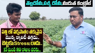 #Cotton Stres#పత్తి లో వర్షపాతం తక్కువైన మొక్క బెట్టకు రాదు క్వాలిటీ  తగ్గదు  దోమ ముడుత కంట్రోల్