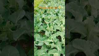 Gobhi ki kheti ✅ Kisan farming #short#video