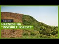 Natural forest regeneration is ‘a restoration of hope’ for farmers & forests worldwide