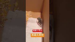 お迎え初日【生後2ヶ月ファンシーラット】#小動物 #ネズミ#rat #ペット #初日 #お迎え #赤ちゃん #ご飯 #shorts #ファンシーラット #fancyrat #可愛い #癒し