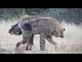 Hyenas Greeting