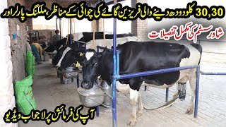 Frisian Cows Milking | Milking Parlor for Cows | Shower System And Milking Parlor Details