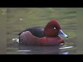 ferruginous duck aythya nyroca female and adult flight call and pictures @volcanoofbeauty5481