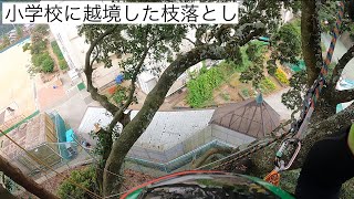 【枝落とし】小学校に越境した樹木の枝落とし　特殊伐採　リギング