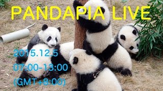 PANDAPIA LIVE 20151205