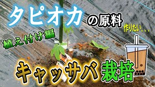 タピオカを作るために、原料のキャッサバから育てます！キャッサバ栽培 #植え付け編