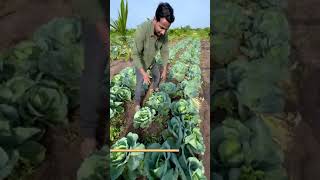 Coconut 🥥 Farming Maharashtra. नारळ शेती महाराष्ट्र.