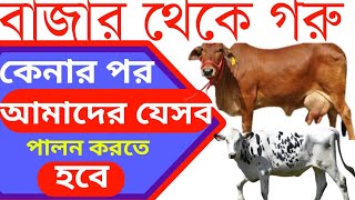 বাজার থেকে গরু ক্রয় করার পর করণীয় | What to do after purchasing cows