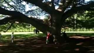 Under the Hitachi tree at Moanalua Gardens, Honolulu Hawaii