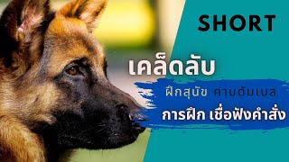 เยอรมันเชฟเฟิร์ด | ฝึกสุนัขคาบสิ่งของหรือดัมเบลบนพื้น กลับมาให้เจ้าของ