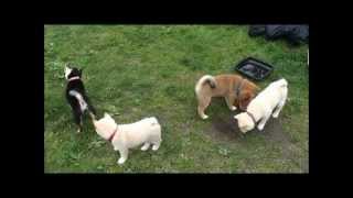 Cute Shiba Inu puppies, 7 weeks old