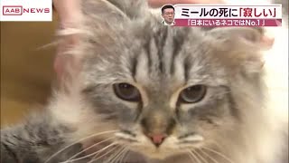 シベリア猫のミールの死に秋田・佐竹知事　「寂しい 」と心境語る (2024/12/09 20:10)