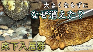 床下に入居した【日本ミツバチ】🐝💨小さな群れを見守る👀✨雄蜂多めのワケは❓うそっぽい王台の観察🔎