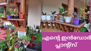 ഇൻഡോർ പ്ലാന്റ് /indoor plant/aglonima/kalathiya