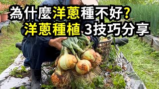 如何種洋蔥?掌握播種、施肥和水分管理3技巧，洋蔥收穫滿滿| 阿星種植