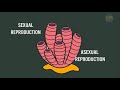 sponges biology animation