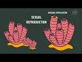 sponges biology animation