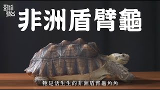 非洲盾臂龜12歲盾臂龜歷坎坷童年 領養獲新生當復康中心龜醫生 動物蘋台果籽 香港 Apple Daily原刊日期20210615