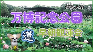 ７０代まったり生活（万博記念公園早朝観蓮会2024.6.29）#万博記念公園早朝観蓮会 #蓮  #万博記念公園