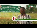 মেহেরপুরে ব্লাস্টে আক্রান্ত হয়ে শুকিয়ে যাচ্ছে বোরো ধান channel i news