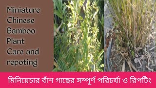 Miniature Chinese Bamboo Plant Care and repoting#মিনিয়েচার চাইনিজ বাঁশ গাছের পুরো পরিচর্যা ও রিপটিং