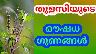 Benefits Of Tulsi | തുളസി | Ayurvedic Herbs | Malayalam