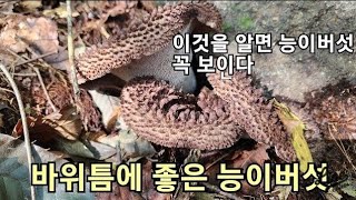 능이버섯산행 능이버섯찾는꿀팁 능이버섯 ft.있는곳 알면 기쁨 두배 둘이서 재밌게 아우님 최고