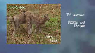 Wild Peers: Lynx Encounters