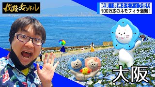 【大阪舞洲】ネモフィラ祭り・花畑と空と海の青の絶景　大平我路チャンネル