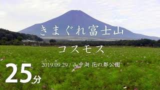 きまぐれ富士山 コスモス 20190929 山中湖 花の都公園（無音）