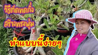 การตัดทดกิ่งชวนชม​ช่วยสร้าง​ทรงพุ่ม​และการโน้มกิ่ง