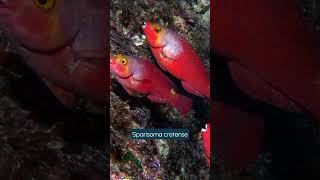 Here are some fish you can see while diving at MUSAN