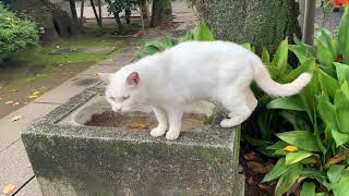 愛宕神社（東京都港区）の猫