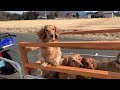 時速20kmの旅【ミニチュアダックス】 viaje a 20km h. perro salchicha. dachshund.