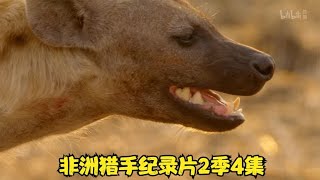 非洲猎手纪录片2季4集-展示非洲大草原野生动物捕猎生活-动物恰饭