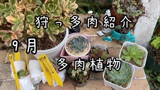 9月の狩っ多肉を紹介します♫多肉植物