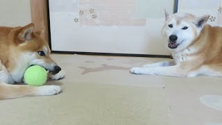 柴犬まめとちゃめの平凡な日常　その74