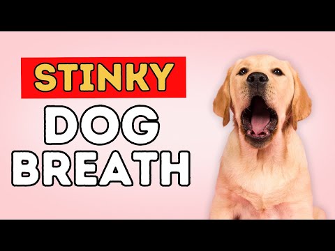 Bad Breath? Clean Your Dog's Teeth At Home Bad Breath? Clean Your Dog's Teeth At Home