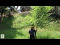 UCRBG California Native Plant Video Series: White Alder