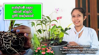 ඇන්තූරියම් වගාවට අත්වැලක් අපෙන් / Anthurium cultivation in Sri Lanka / anthurium wagawa sinhala 2022