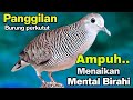 Pancingan burung perkutut lokal - Suara kristal bikin Lawan Cepat bunyi langsung nyaut