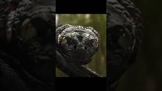 Piranhaconda vs all anaconda #edit #short