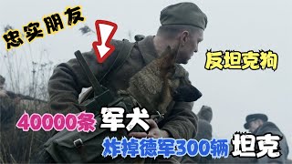 自爆犬：40000条反坦克狗，炸毁德军300辆坦克，战争片！