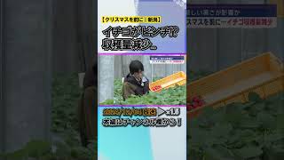 イチゴがピンチ!?クリスマスを前に収穫量減少･･･夏の厳しい暑さが影響か #news #short  #ux新潟テレビ21 #新潟