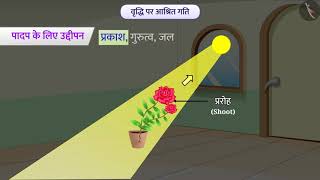 पादपों में नियंत्रण और समन्वय|Part 1/1|Control and Coordination in Plants|Hindi|Class 10