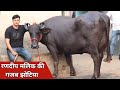 रणदीप मलिक की सुपर झोटिया, बस देखते ही रह जाओगे | Randeep Malik Dairy Farm (9817131733)