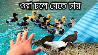 হাঁসের বাচ্চাগুলা মা এর কাছে ফিরে যেতে চায় | Pheasant এর জন্য নতুন ব্যবস্থা