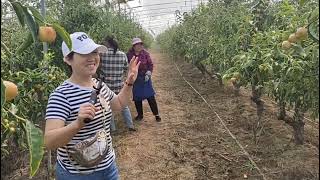 山西临猗冬枣基地，村民种植冬枣年入百万，村里到处是豪车